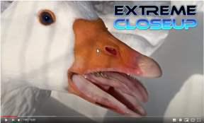 Guard geese with beak teeth